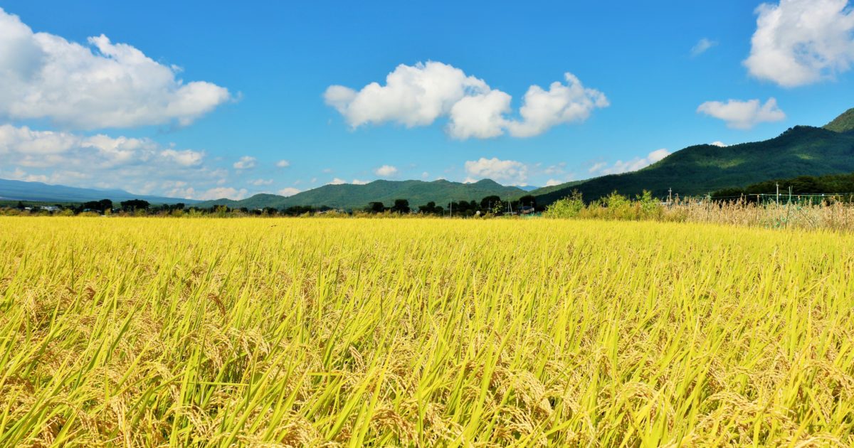 【新潟県 お土産】おすすめ20選！ 定番商品から、地元で愛されるお菓子まで幅広くご紹介！