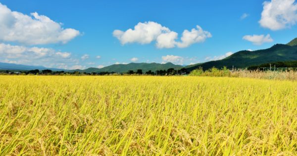 【新潟県 お土産】おすすめ20選！ 定番商品から、地元で愛されるお菓子まで幅広くご紹介！