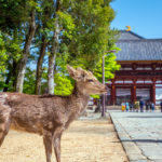 日本の食文化発祥の地「奈良」　～奈良のお土産ならコレ！定番のお菓子やグルメをご紹介！～
