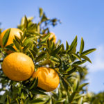 愛媛県のお取り寄せグルメ20選！～間違いない味を、本場の味をご自宅で～