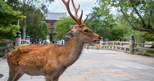 贈った相手も笑顔になること間違いなし！奈良のおすすめギフトを徹底的にご紹介！