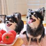 犬はトマトを食べてもOK？実は危険も？知っておきたい注意点と正しい与え方を徹底解説！