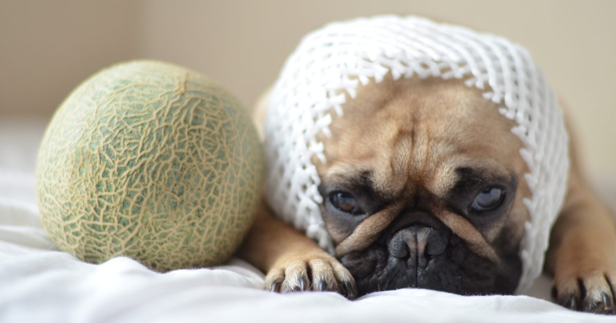 犬はメロンを食べて大丈夫？気になる疑問や与える際の注意点を徹底解説！