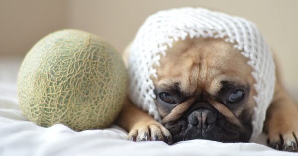 犬はメロンを食べて大丈夫？気になる疑問や与える際の注意点を徹底解説！