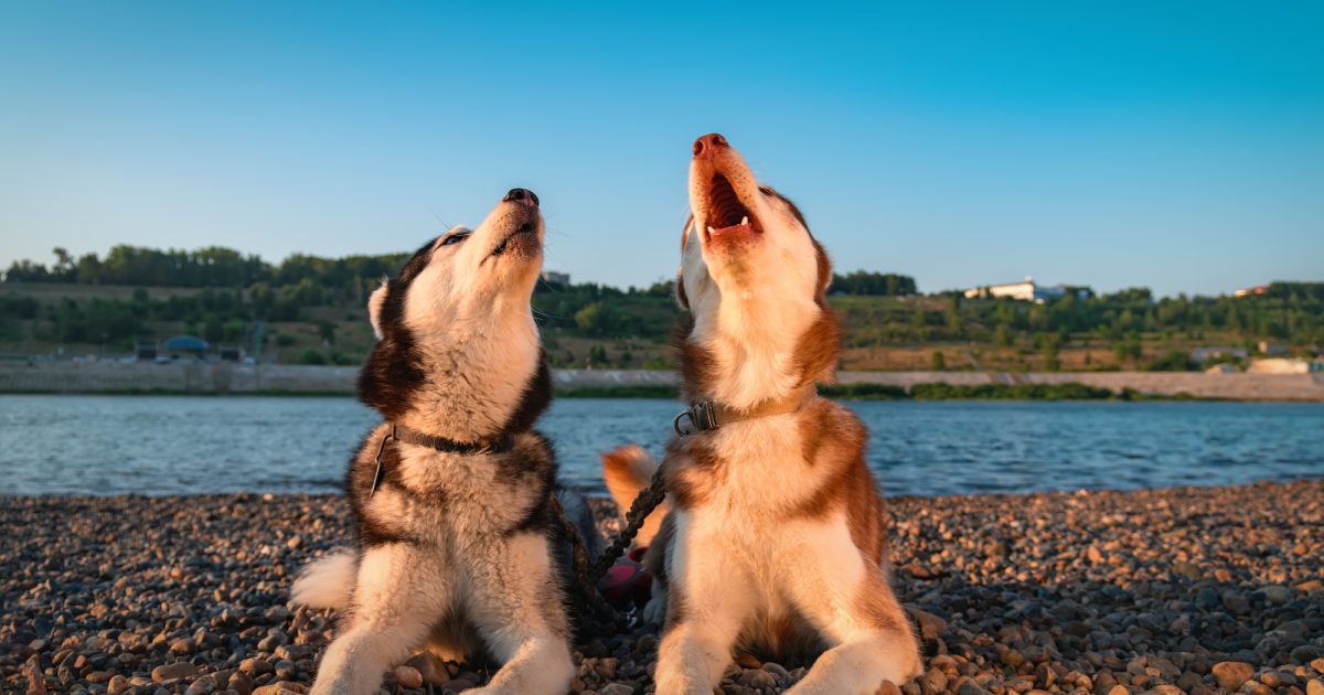 犬の鳴き声の意味と種類を完全解説｜気持ち別の対処法としつけのポイント