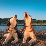 犬の鳴き声の意味と種類を完全解説｜気持ち別の対処法としつけのポイント