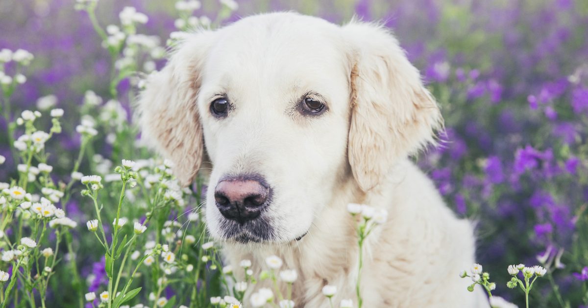 犬の垂れ耳が魅力的な理由は？人気の犬種や気をつけたい耳の病気・ケア方法を解説