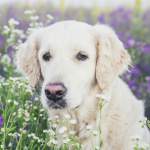 犬の垂れ耳が魅力的な理由は？人気の犬種や気をつけたい耳の病気・ケア方法を解説