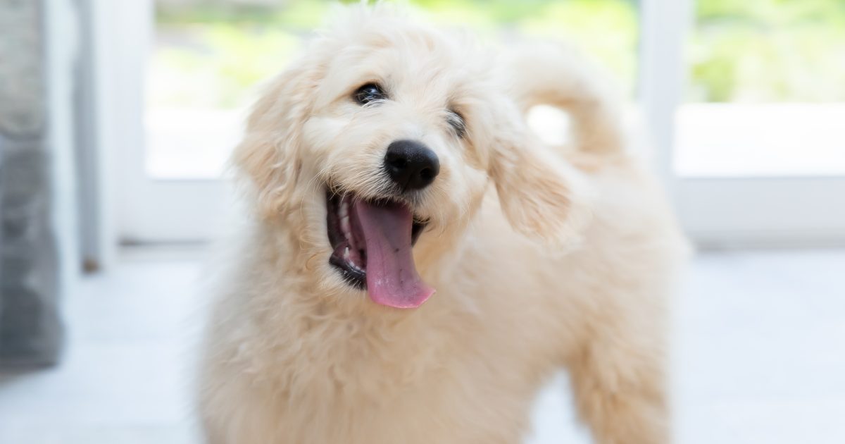 ドゥードルの魅力とは？性格や飼い方など徹底解説