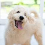 ドゥードルの魅力とは？性格や飼い方など徹底解説