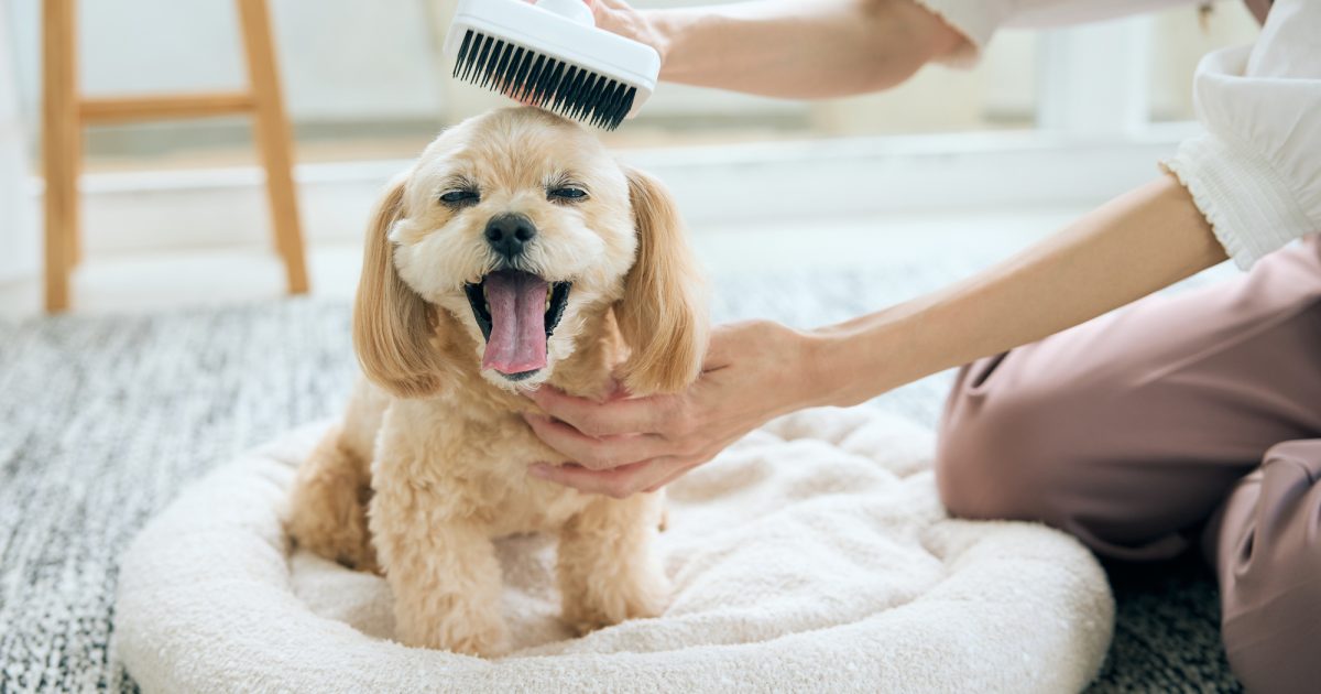 抜け毛が少ない犬の特徴とおすすめ人気ランキング10選