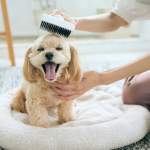 抜け毛が少ない犬の特徴とおすすめ人気ランキング10選