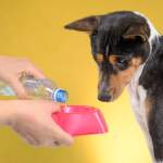 【犬が水飲まない】原因と病気のサイン！試したい対策からよくある質問まで徹底解説