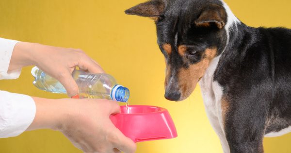 【犬が水飲まない】原因と病気のサイン！試したい対策からよくある質問まで徹底解説