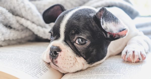 フレンチブルドッグの全て｜性格・飼い方から健康管理まで完全ガイド
