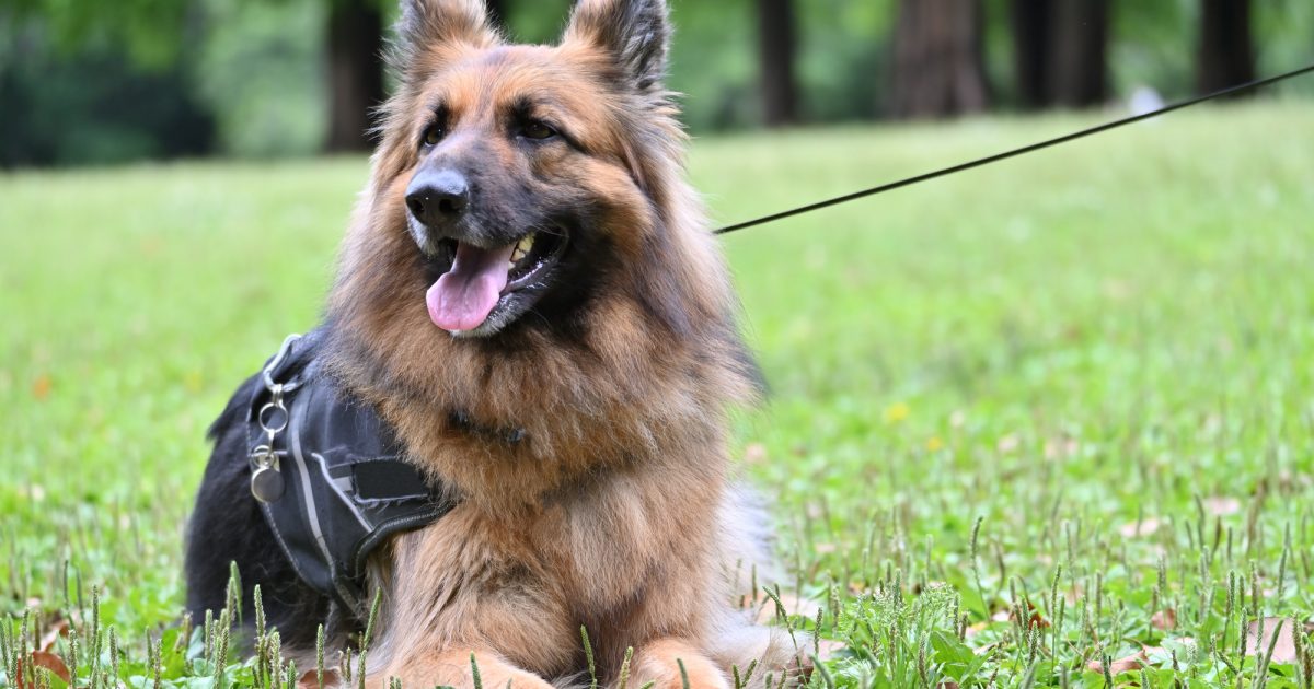 かっこいい犬の魅力とは？人気犬種ランキングや選び方・飼うときの注意点を解説