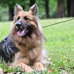 かっこいい犬の魅力とは？人気犬種ランキングや選び方・飼うときの注意点を解説