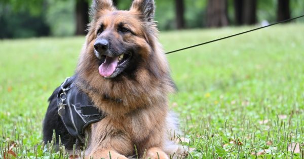かっこいい犬の魅力とは？人気犬種ランキングや選び方・飼うときの注意点を解説