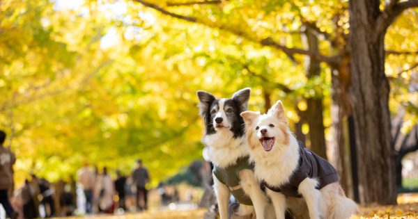 中型犬の種類完全ガイド｜人気の犬種から飼いやすさまで徹底解説