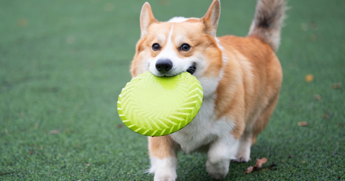 コーギー（犬）の魅力と飼い方完全ガイド！特徴・性格から寿命やしつけまで徹底解説