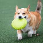コーギー（犬）の魅力と飼い方完全ガイド！特徴・性格から寿命やしつけまで徹底解説