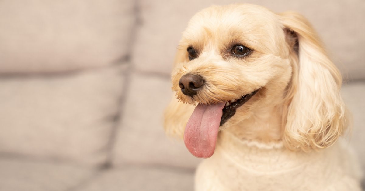 犬の舌の色がいつもと違う？ピンク・紫・白・黒など色の変化から分かる病気のサインと対策