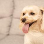 犬の舌の色がいつもと違う？ピンク・紫・白・黒など色の変化から分かる病気のサインと対策