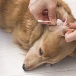 犬の耳掃除の正しいやり方｜頻度・注意点・嫌がる場合の対処法を解説
