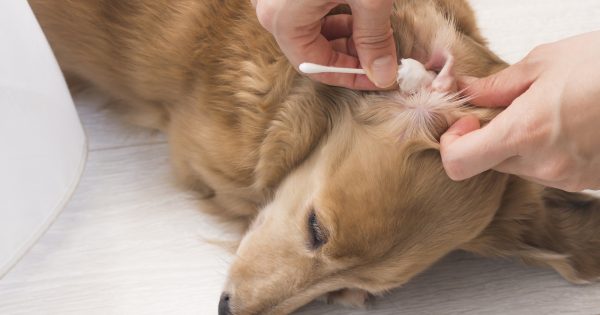 犬の耳掃除の正しいやり方｜頻度・注意点・嫌がる場合の対処法を解説