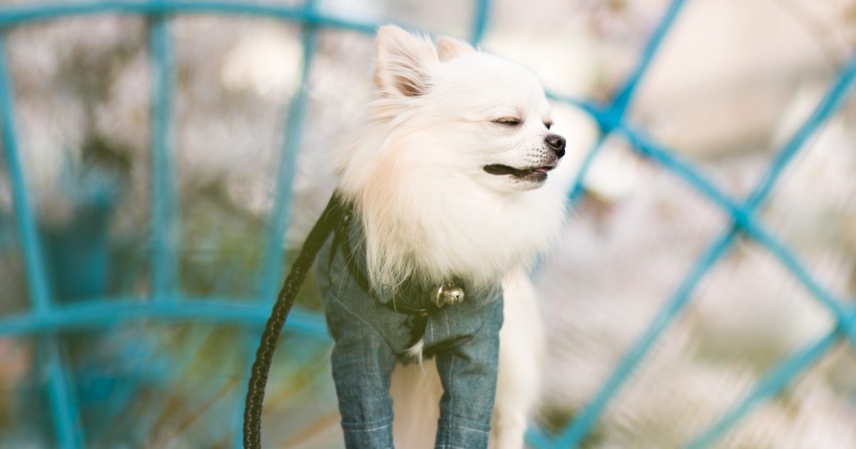 犬のくしゃみの原因とは？病院へ行くべき目安や考えられる病気、対策まで徹底解説