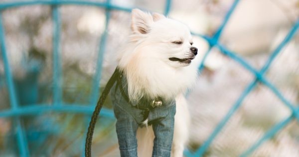 犬のくしゃみの原因とは？病院へ行くべき目安や考えられる病気、対策まで徹底解説