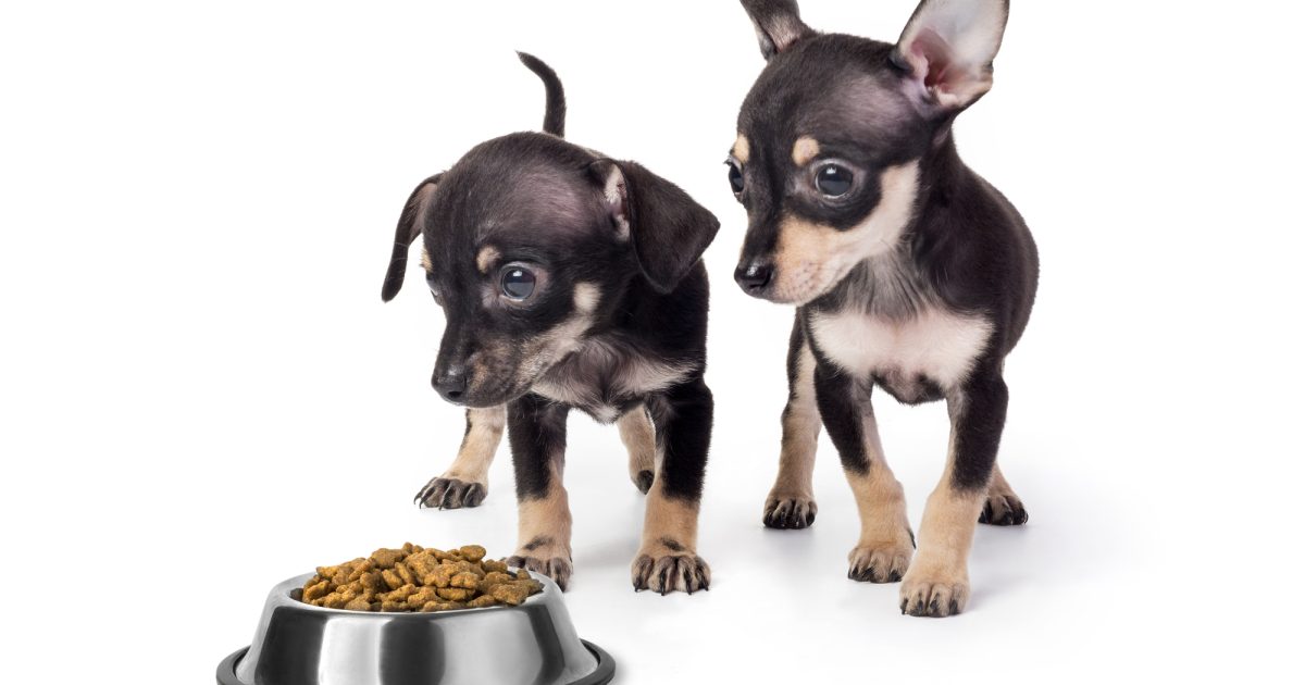 子犬がご飯を食べないときの原因と対処法！受診の目安やNG行為も解説