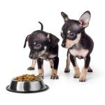 子犬がご飯を食べないときの原因と対処法！受診の目安やNG行為も解説