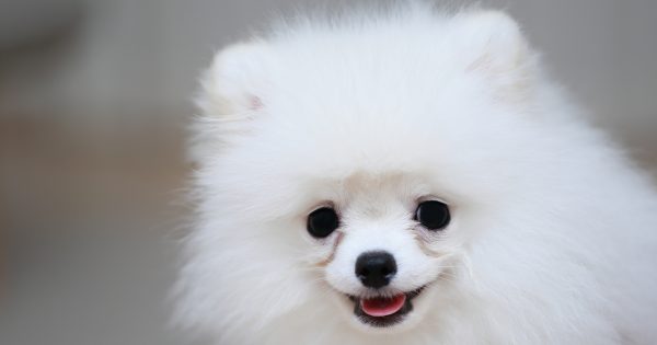 ポメラニアンの猿期とは？乗り切るケア対策と見分け方