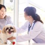 犬の肝臓病を徹底解説！沈黙の臓器を守る症状・原因・食事ケアのポイント