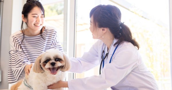 犬の肝臓病を徹底解説！沈黙の臓器を守る症状・原因・食事ケアのポイント