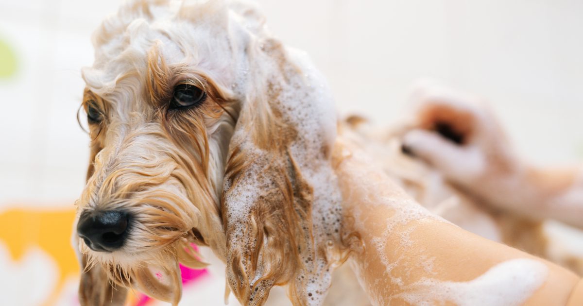 【犬のシャンプーの頻度】愛犬に最適な回数は？毛並み・肌質別の正しい洗い方