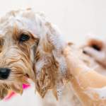 【犬のシャンプーの頻度】愛犬に最適な回数は？毛並み・肌質別の正しい洗い方