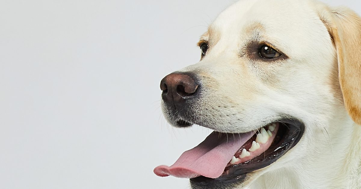 犬の呼吸が早い原因は？病気の見分け方と受診の目安を解説