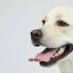 犬の呼吸が早い原因は？病気の見分け方と受診の目安を解説