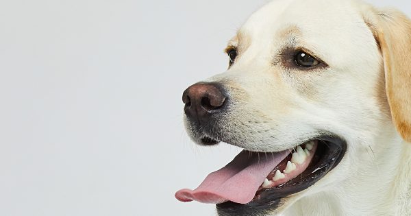 犬の呼吸が早い原因は？病気の見分け方と受診の目安を解説