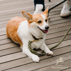 【愛知県】犬同伴OKの人気カフェ17選！愛犬と楽しむランチと知っておきたいマナー