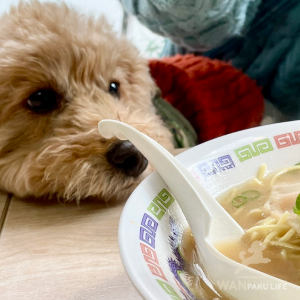 【福岡県】犬同伴カフェ19選！愛犬とランチが楽しめる人気店＆基本マナー