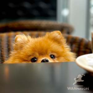 【広島県】犬同伴カフェ10選！愛犬とランチを楽しめる人気店＆基本マナー