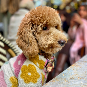 【兵庫県】犬同伴カフェ15選！犬連れランチが楽しめる人気店＆利用マナー