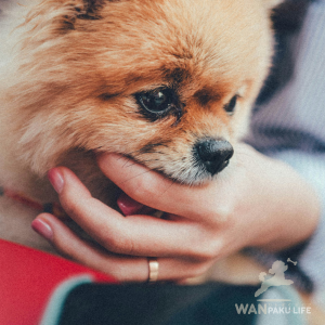 【神奈川県】の犬同伴カフェ18選｜愛犬と楽しむランチ＆お出かけマナー