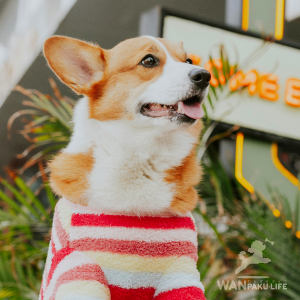 【静岡県】犬同伴OKのカフェ14選！ランチを楽しむためのマナーもチェック