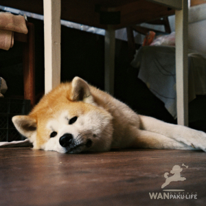【秋田県】犬連れで行けるカフェ10選！ランチスポットと利用マナー