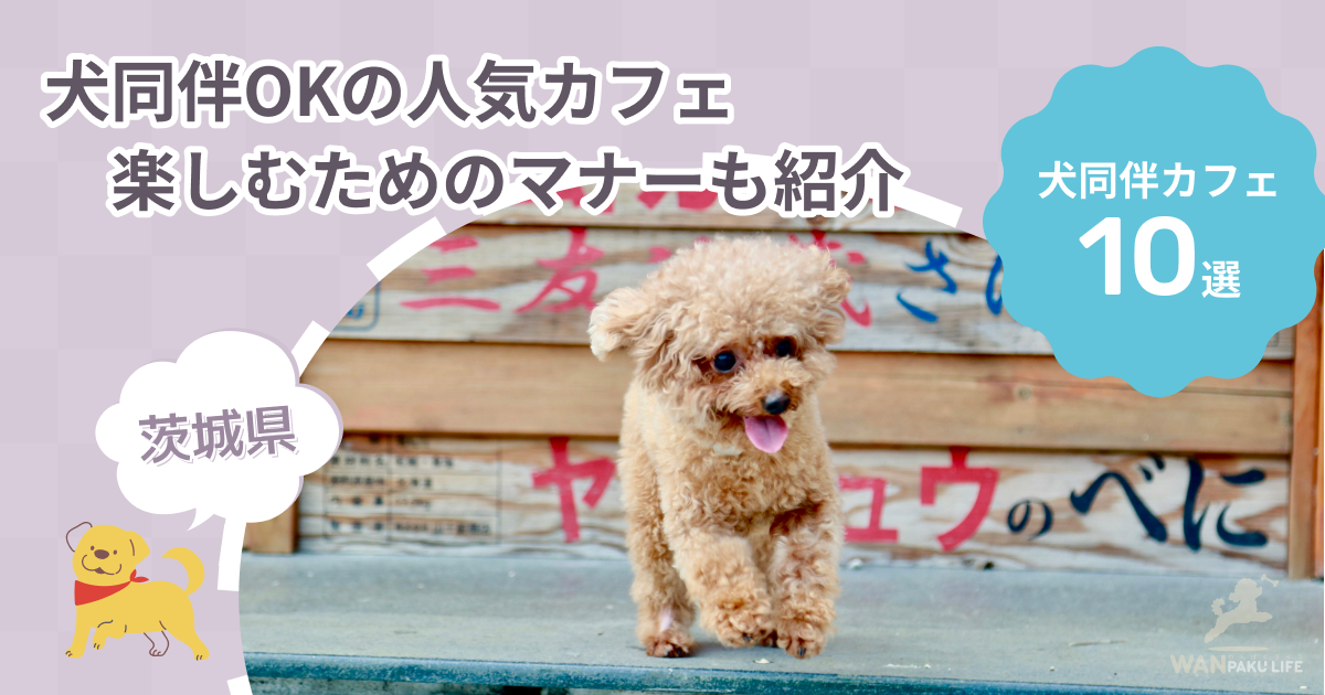 【茨城県】犬同伴OKの人気カフェ10選！愛犬とランチを楽しむためのマナーも紹介