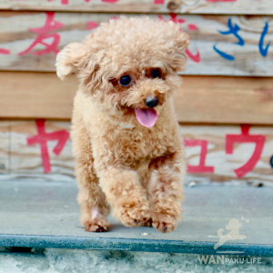 【茨城県】犬同伴OKの人気カフェ10選！愛犬とランチを楽しむためのマナーも紹介